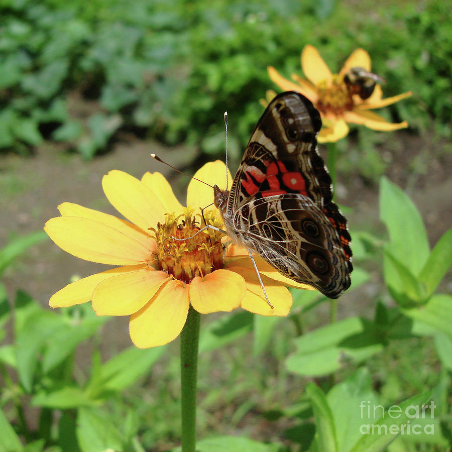 Painted Lady and Zinnia 6 Photograph by Amy E Fraser