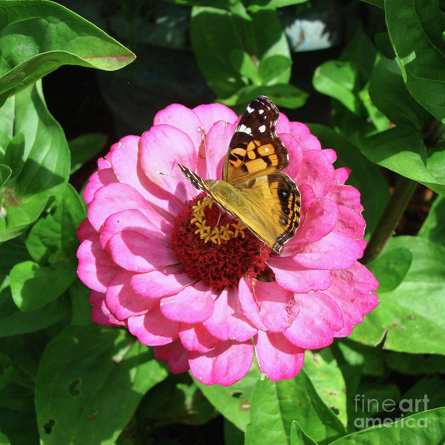 Painted Lady and Zinnia 8 Photograph by Amy E Fraser