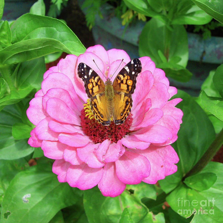 Painted Lady and Zinnia 9 Photograph by Amy E Fraser