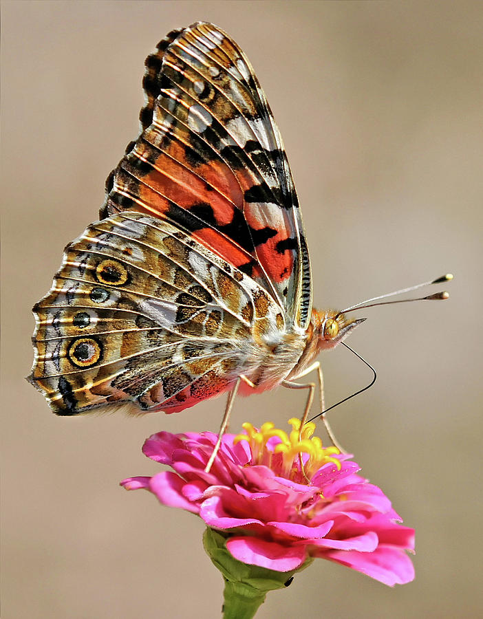 Painted Lady Photograph by Art Cole