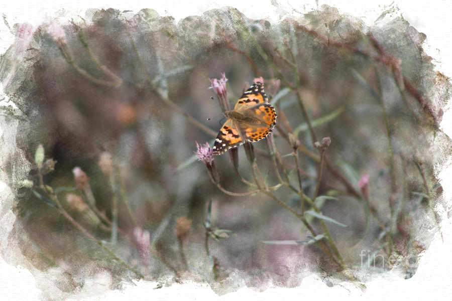 Painted Lady Butterflies in Digital Watercolor Photograph by Colleen Cornelius