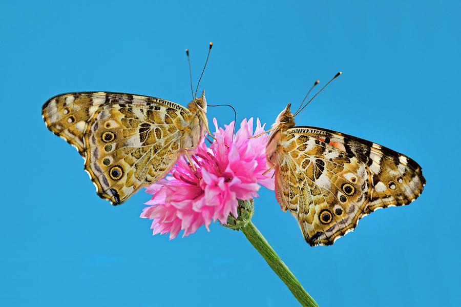Painted Lady Butterflies on a wildflower Photograph by Buddy Mays