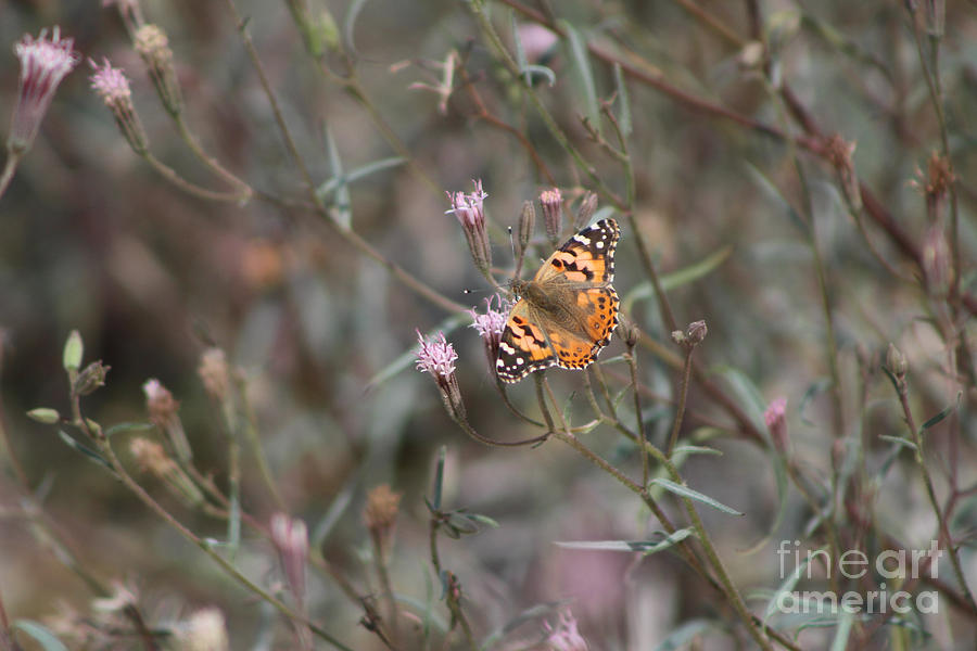 Painted Lady Butterflies on Peacock Pink Wildflower at Salton Sea Photograph by Colleen Cornelius