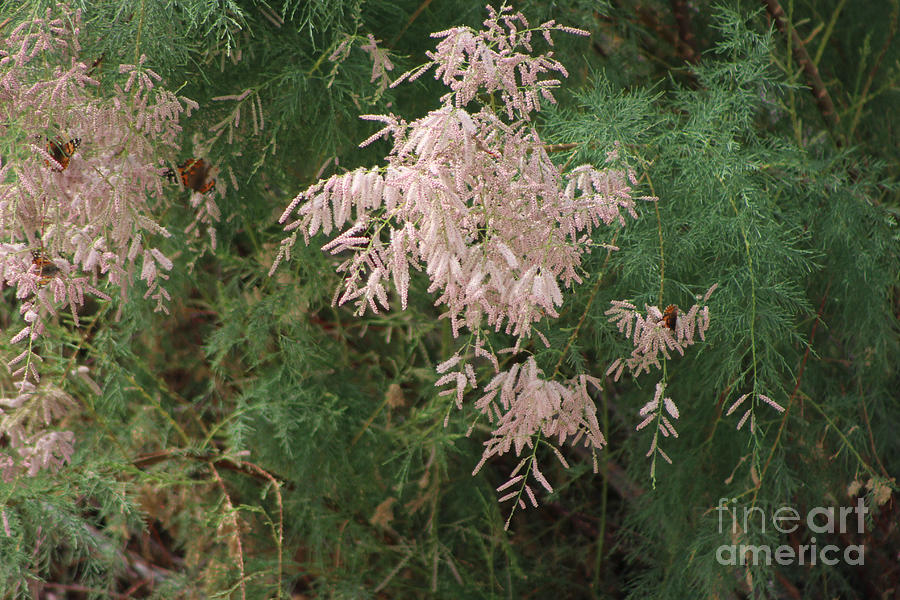 Painted Lady Butterflies on Pink Chinese Saltcedar at Salton Sea Photograph by Colleen Cornelius