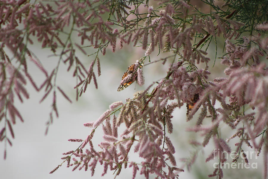 Painted Lady Butterflies on Pink Chinese Saltcedar Photograph by Colleen Cornelius