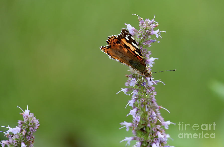 Painted Lady Butterfly Photograph by Allan Levin