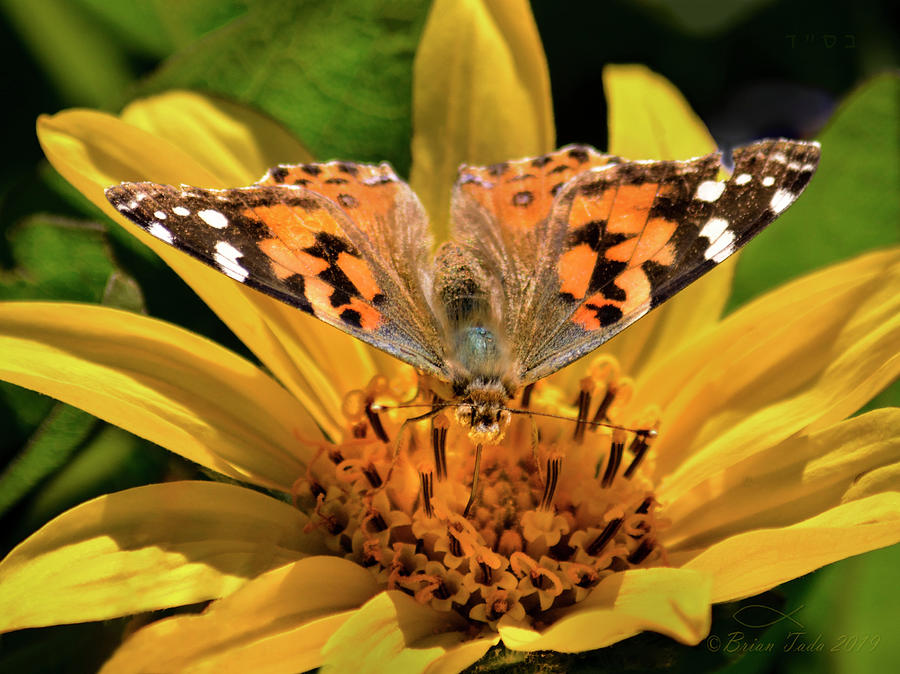 Painted Lady Butterfly and Mules Ears Wildflower Photograph by Brian Tada