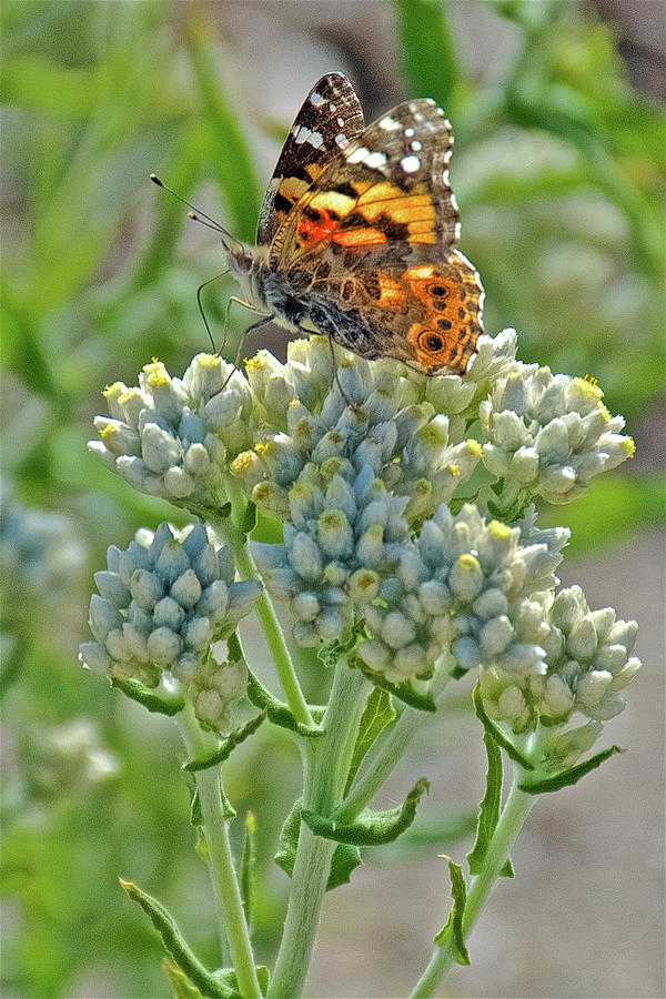 Painted Lady Butterfly and Pussytoes in Rancho Santa Ana Botanic Garden in Claremont-California  Photograph by Ruth Hager