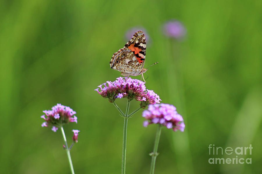 Painted Lady Butterfly Beauty Photograph by Karen Adams