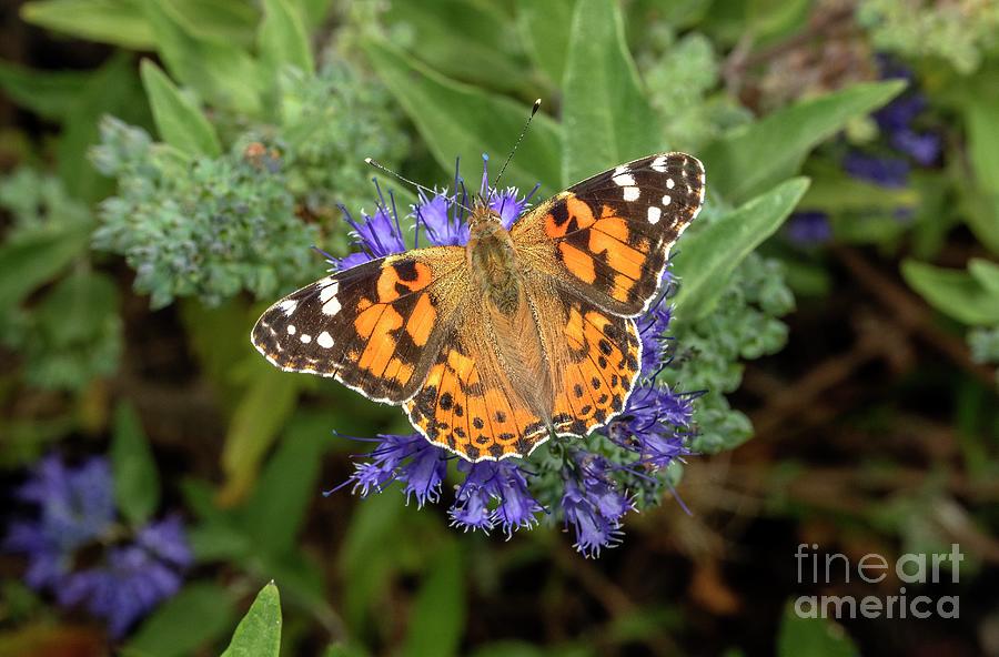 Butterfly Photograph - Painted Lady Butterfly by Bob Gibbons/science Photo Library