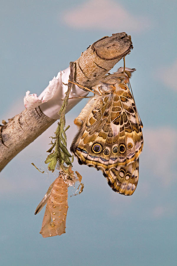 Painted Lady Butterfly Photograph by Buddy Mays