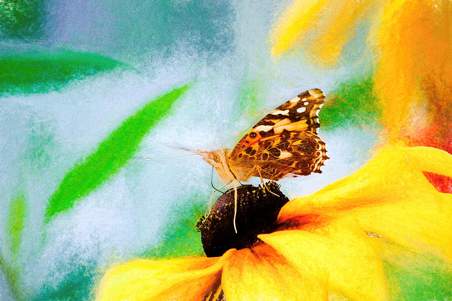 Painted Lady Butterfly Colorful Chalk Photograph by Don Northup
