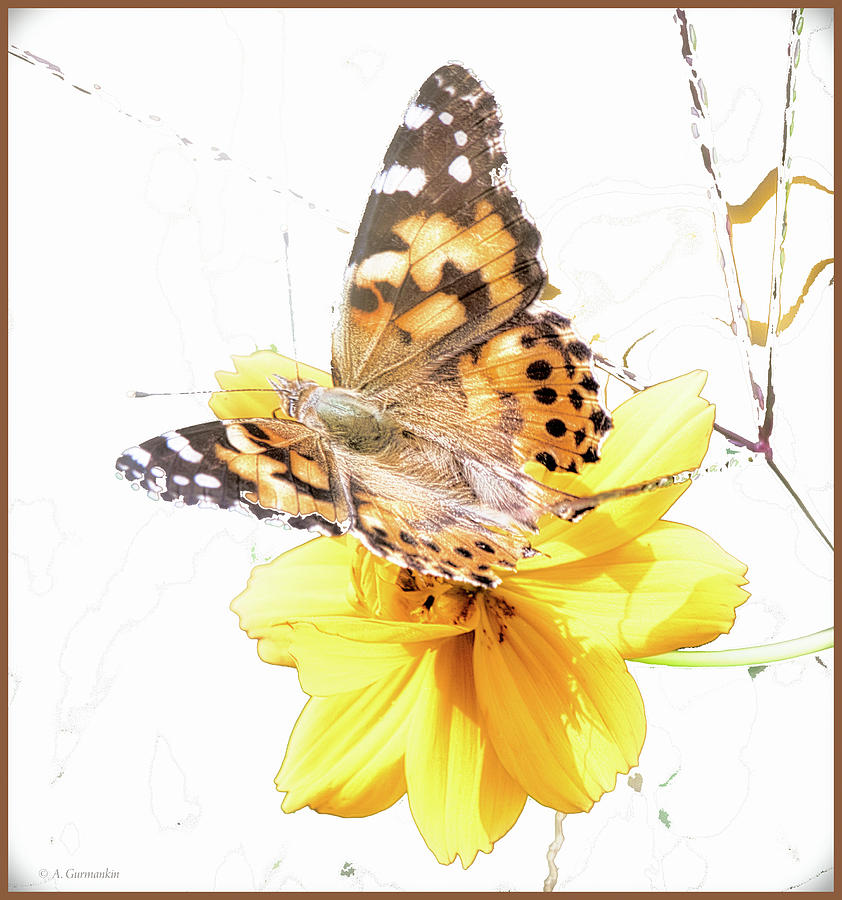 Painted Lady Butterfly, Cosmos Flower Digital Art by A Macarthur Gurmankin