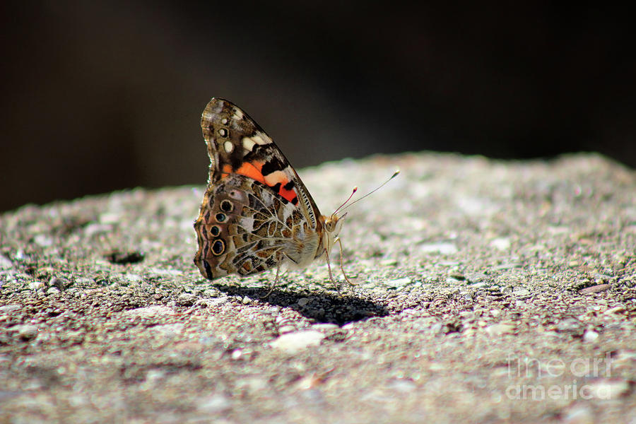 Painted Lady Butterfly Dark and Light Photograph by Karen Adams