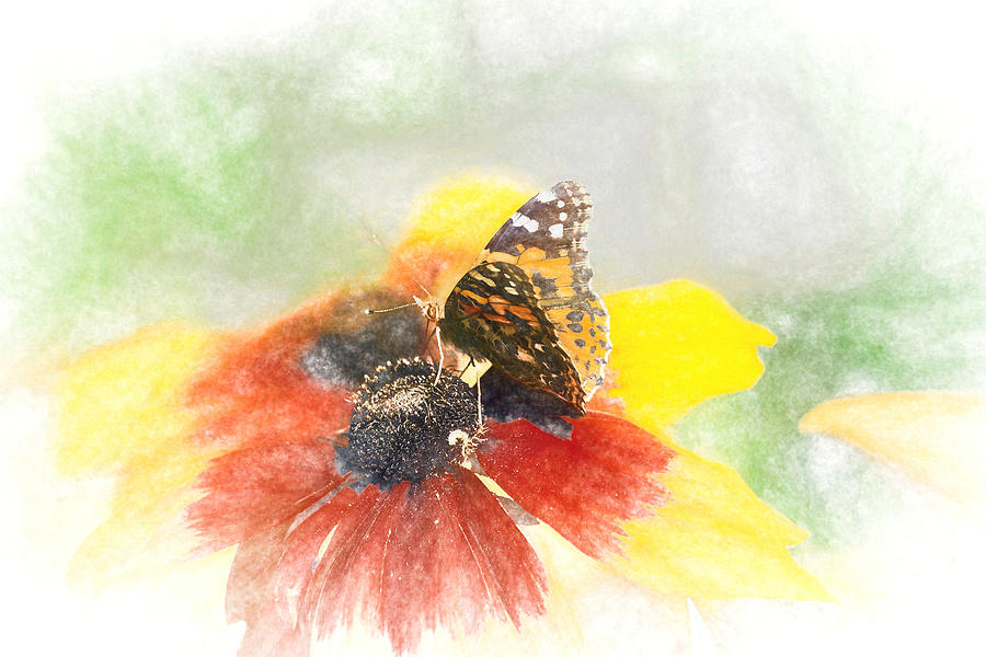 Painted Lady Butterfly Photograph by Don Northup