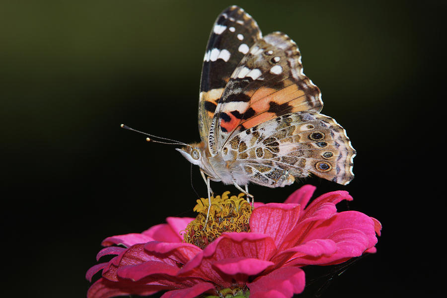 Painted Lady Butterfly Photograph by Ernest Echols