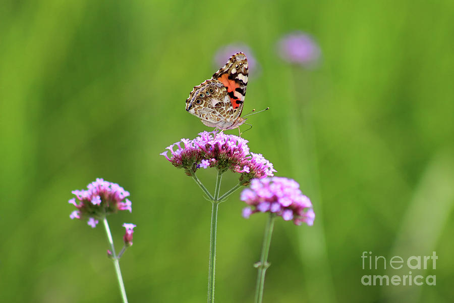 Painted Lady Butterfly in Green Field Photograph by Karen Adams