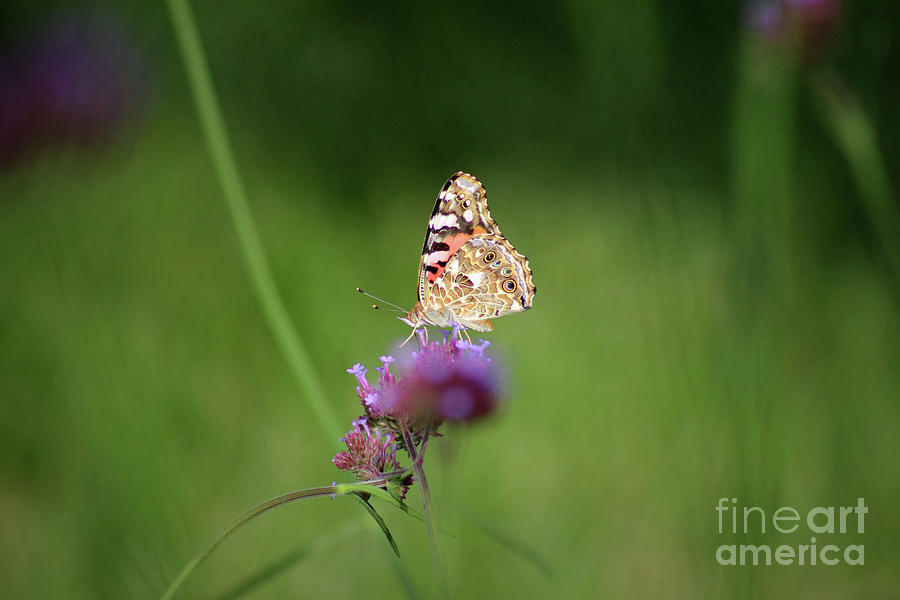 Painted Lady Butterfly in Shadows Photograph by Karen Adams