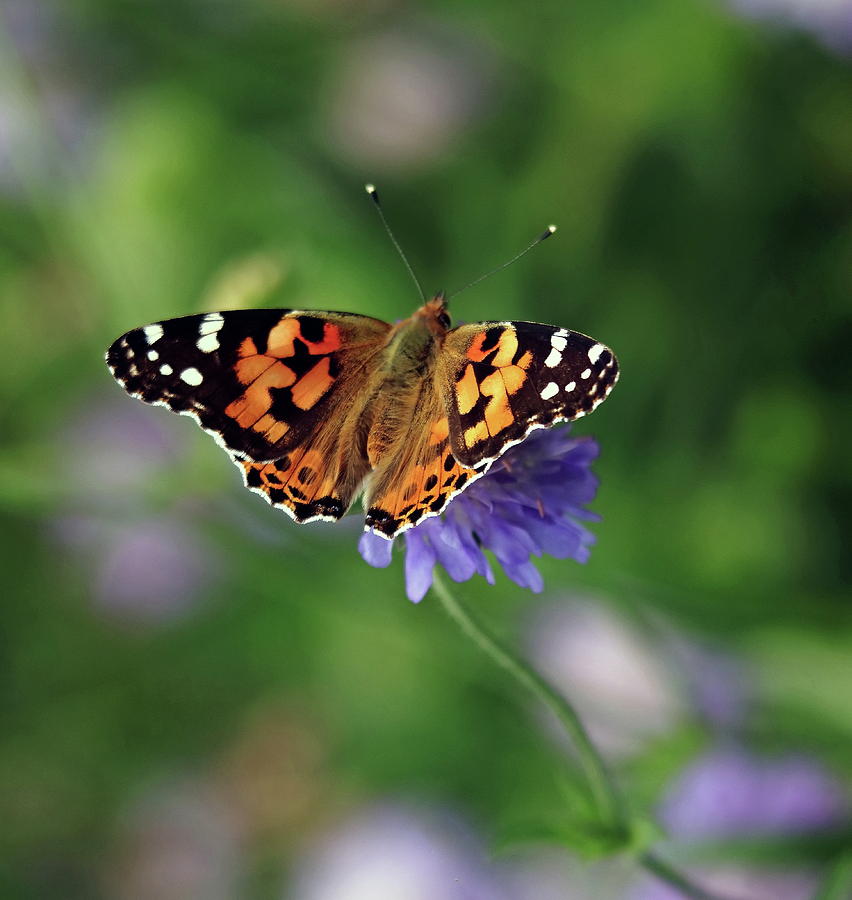 Painted Lady Butterfly Photograph by Jeff Townsend