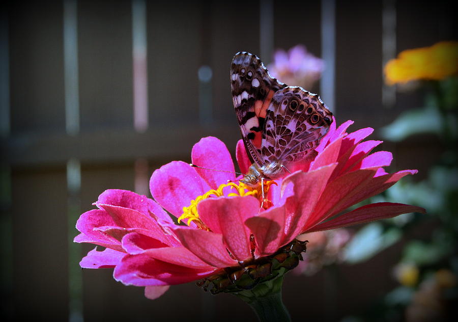 Butterfly Photograph - Painted Lady Butterfly by Kay Novy