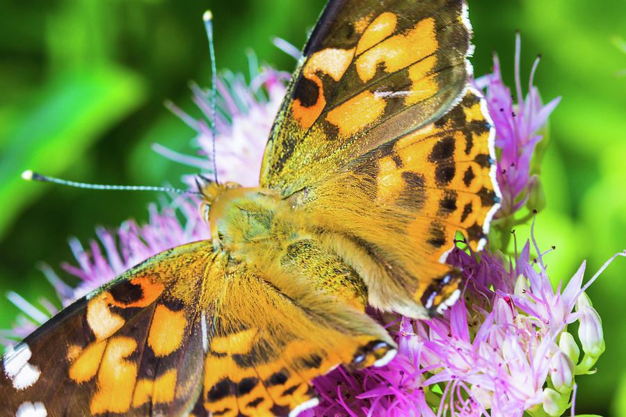 Painted Lady Butterfly Photograph by Pheasant Run Gallery