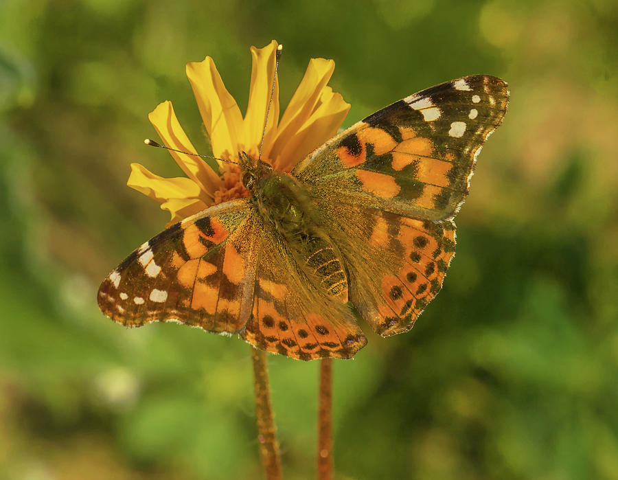 Painted Lady Butterfly Photograph by Michael Lustbader
