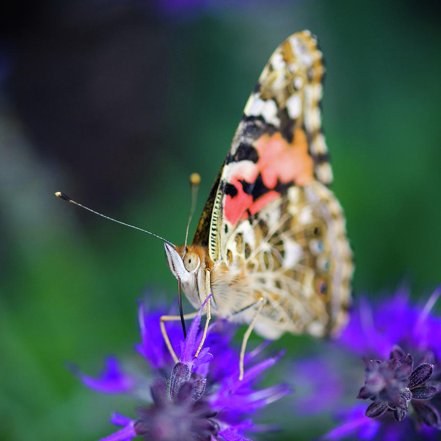 Painted Lady Butterfly Photograph by Nicole Young