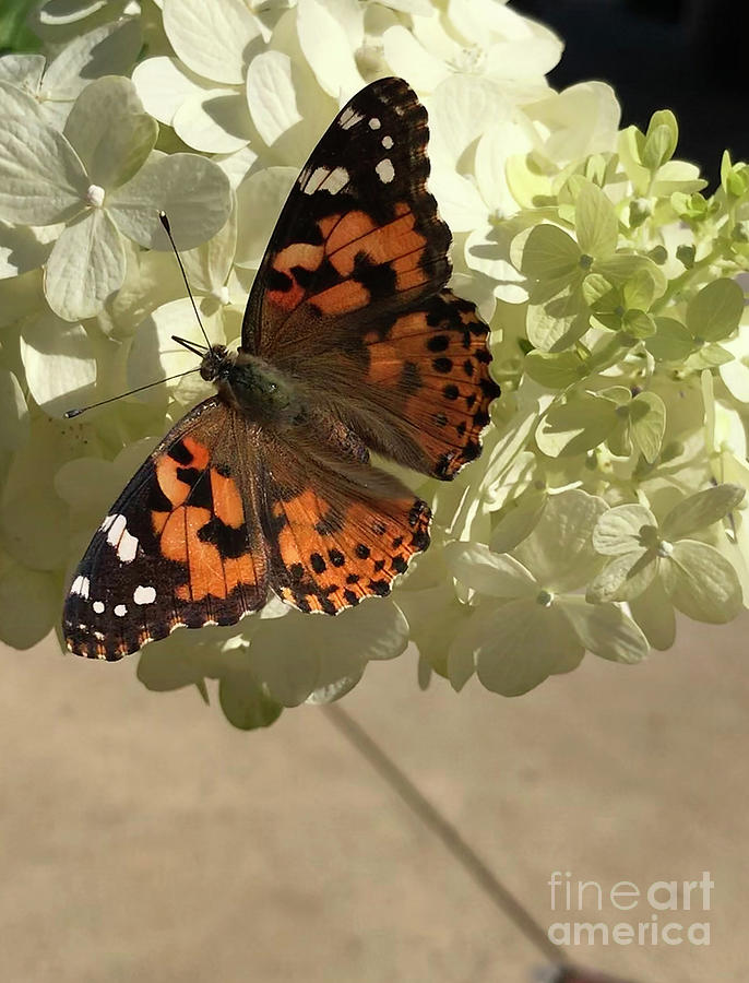 Painted Lady Butterfly on Hydrangea  Photograph by Karen Adams