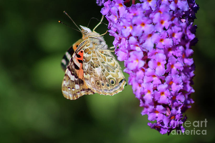 Painted Lady Butterfly on Purple Buddleia Photograph by Karen Adams