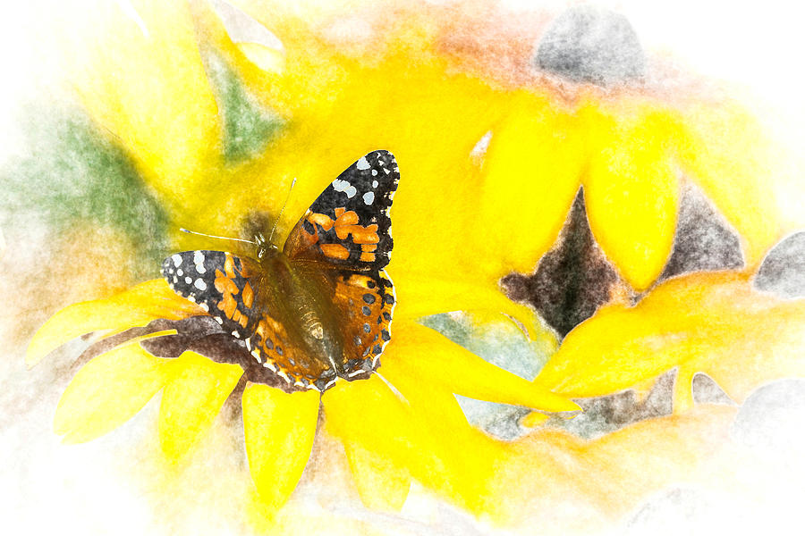 Painted Lady Butterfly on Yellow Photograph by Don Northup