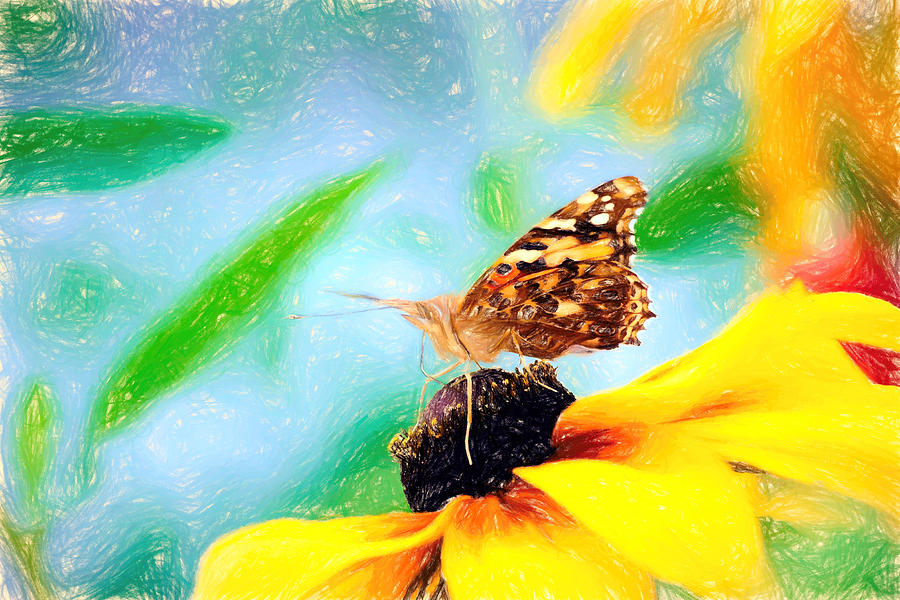 Painted Lady Butterfly Pencil Photograph by Don Northup