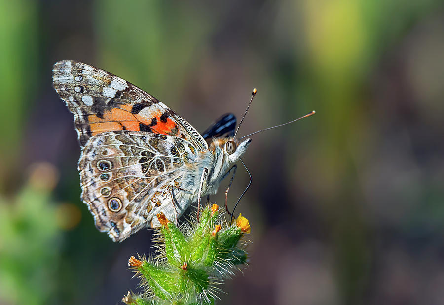 Painted Lady Butterfly Photograph by Rick Mosher