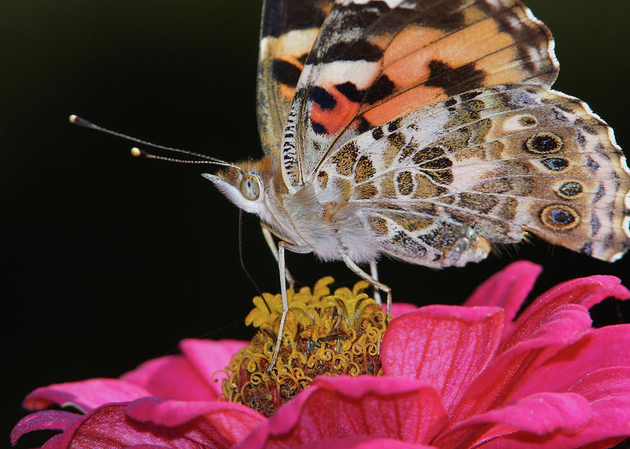 Painted lady butterfly up close Photograph by Ernest Echols