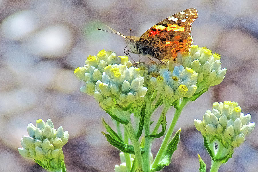 Painted Lady Butterfly Up Close in Rancho Santa Ana Botanic Garden in Claremont-California Photograph by Ruth Hager