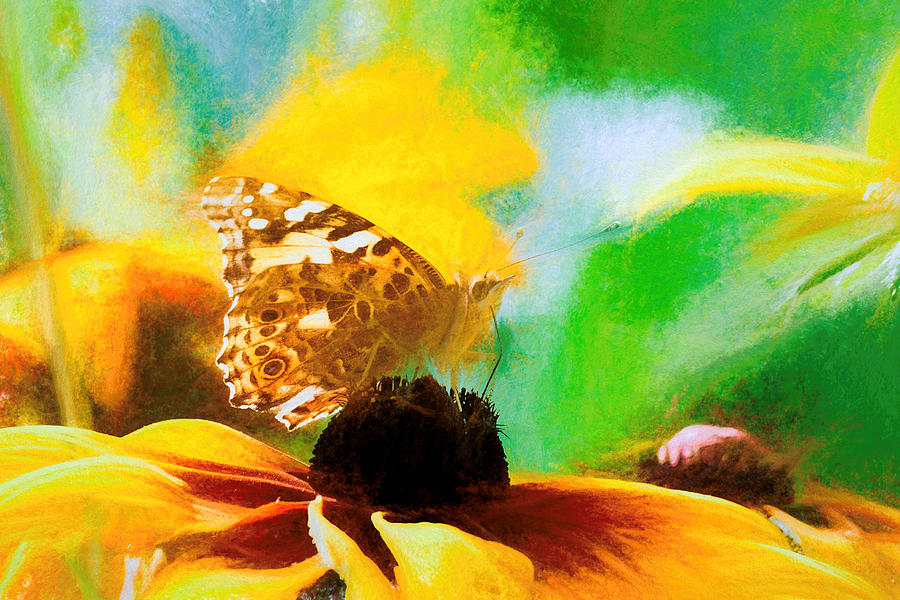 Painted Lady Butterfly Wildflower Photograph by Don Northup