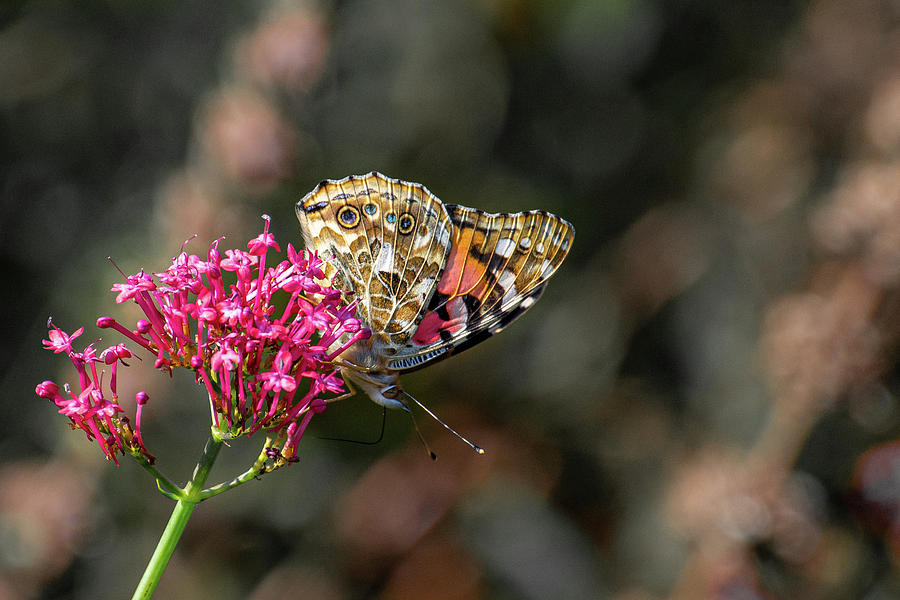 Painted Lady Butterfly with wings closed Photograph by Scott Lyons