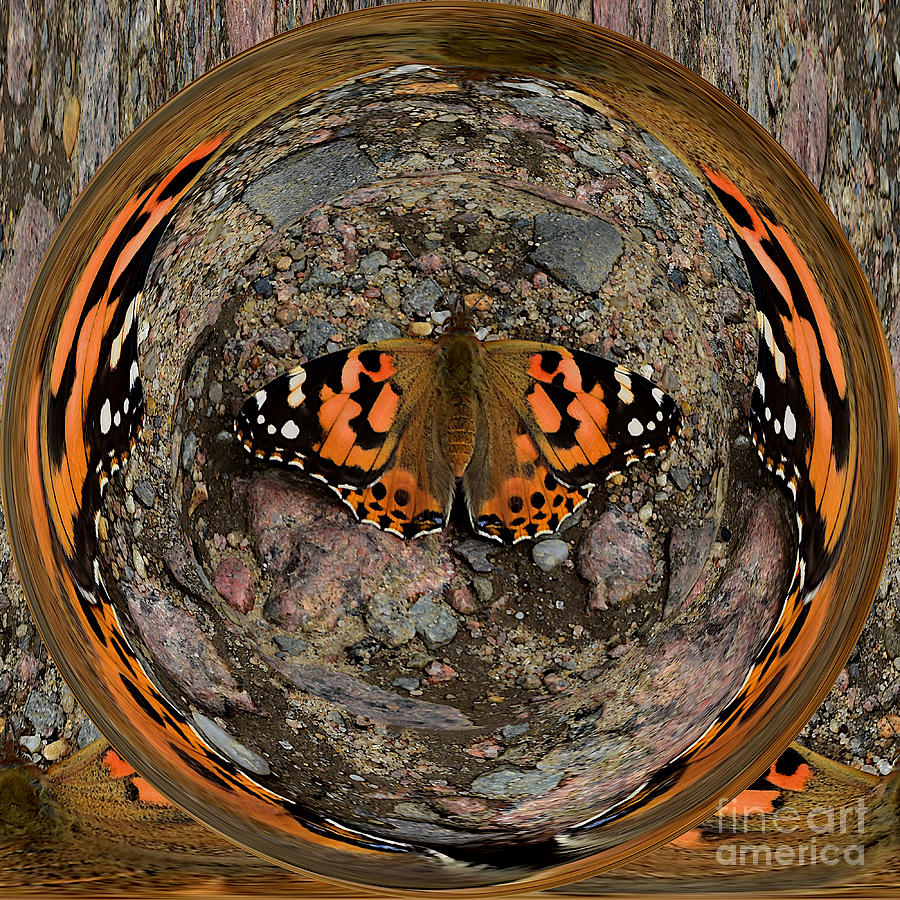Painted Lady Butterfly Photograph by Yvonne Johnstone