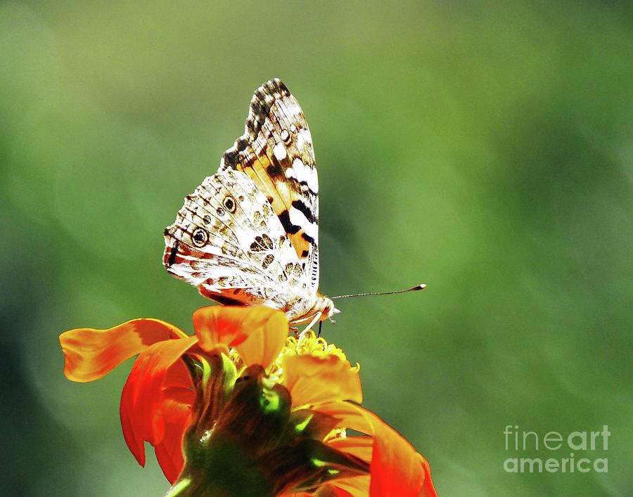 Painted Lady Butterfly13 Photograph by Lizi Beard-Ward
