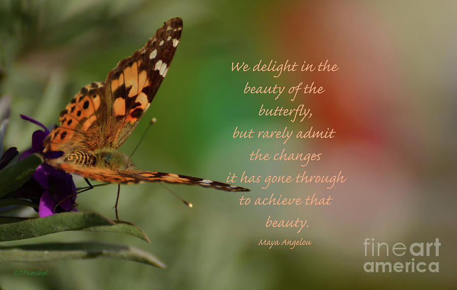 Painted Lady Photograph by Debby Pueschel