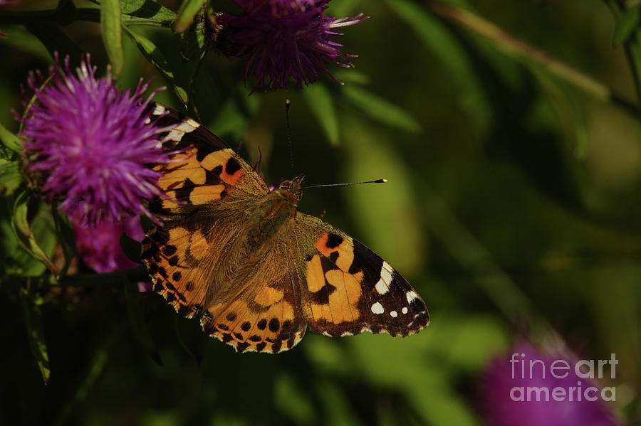 Painted Lady Inch Island Donegal Photograph by Eddie Barron