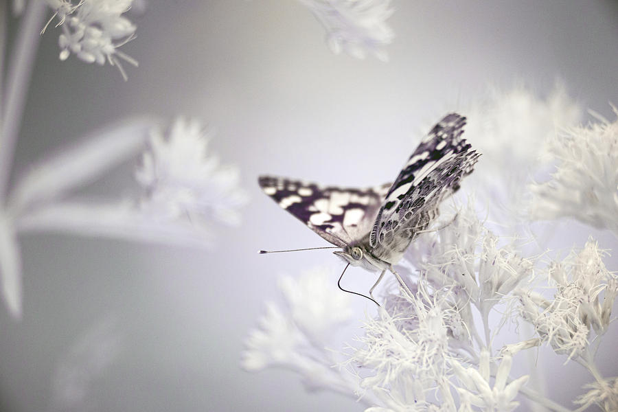 Painted Lady- infrared Photograph by Brian Hale