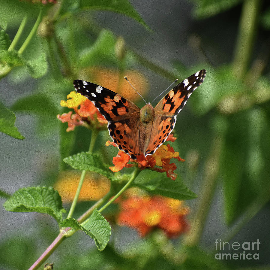 PAINTED LADY NO 3 8x8 Photograph by Skip Willits