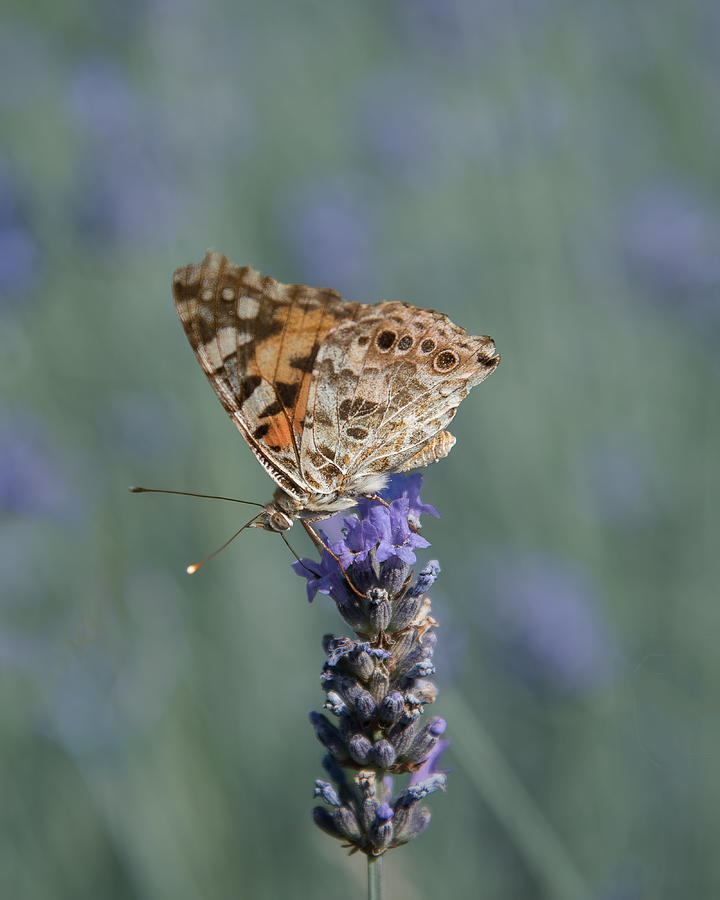 Butterfly Photograph - Painted Lady On A Lavender Flower by Maryse Dardaillon