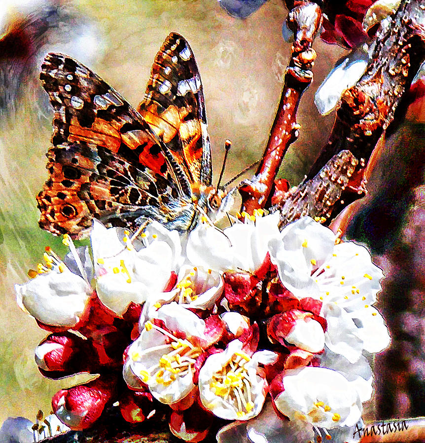 Painted Lady on Apricot Blossoms I Photograph by Anastasia Savage Ealy