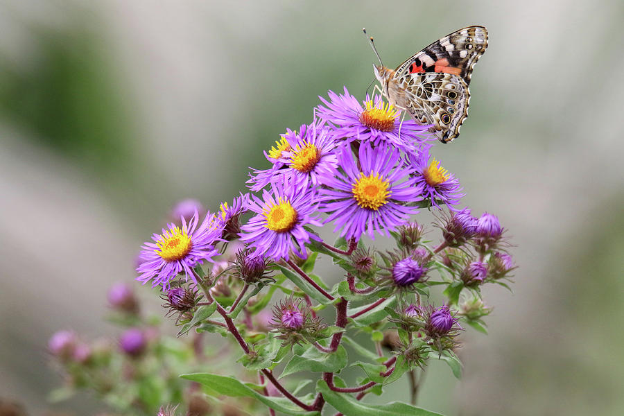 Painted Lady on Aster Photograph by Brook Burling