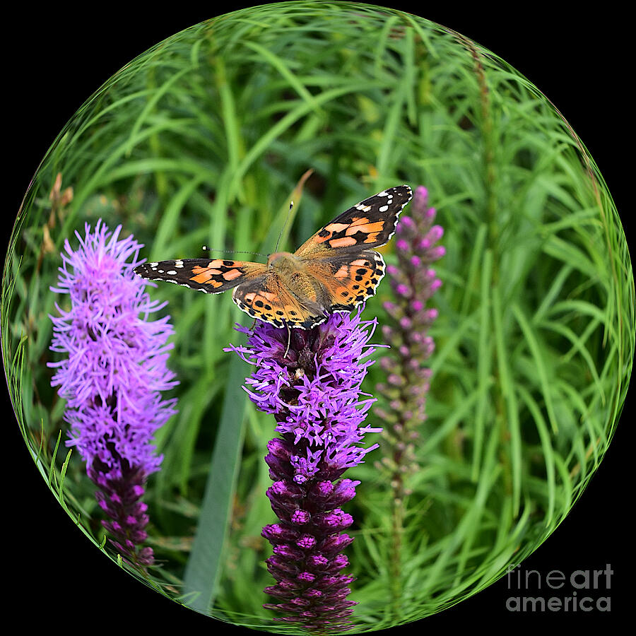 Painted Lady on Blazing Star Photograph by Yvonne Johnstone