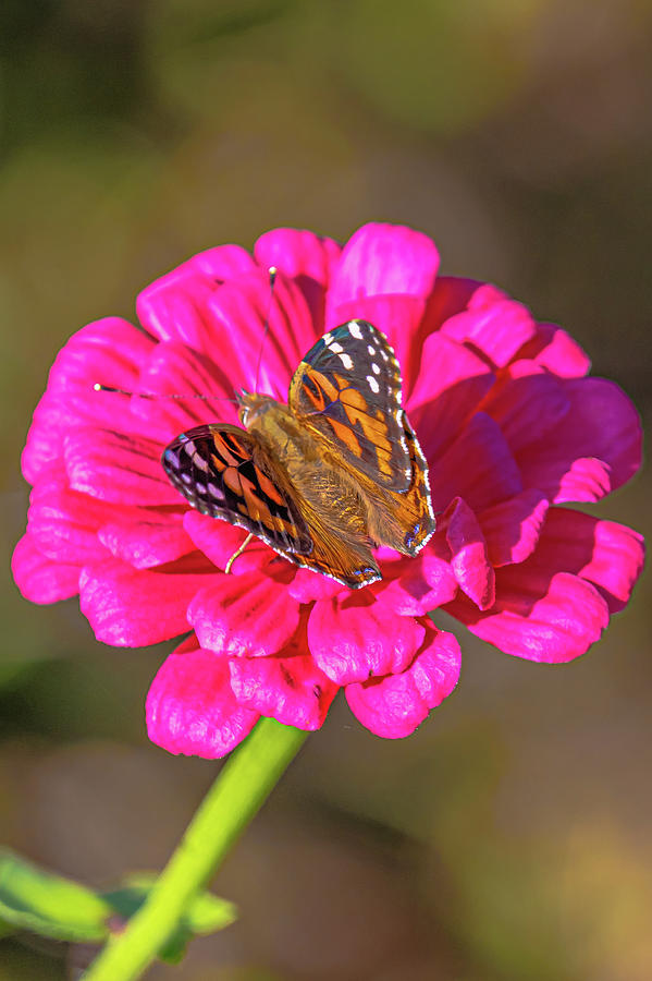 Painted Lady on Dahlia-1 Photograph by Harry Strharsky