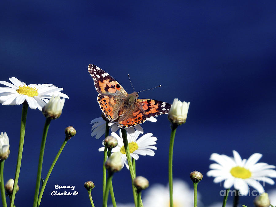 Painted Lady on Daisies Photograph by Bunny Clarke