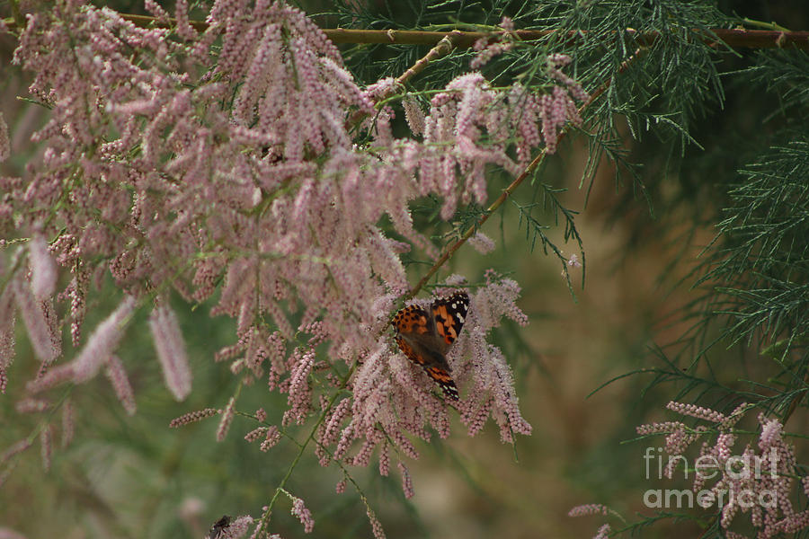 Painted Lady on Pink Chinese Saltcedar Photograph by Colleen Cornelius