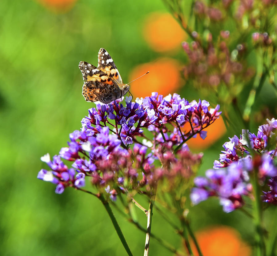 Painted Lady on Purple Statice 1 Photograph by Linda Brody